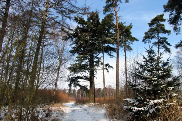 Bøtøskoven im Winterkleid im März