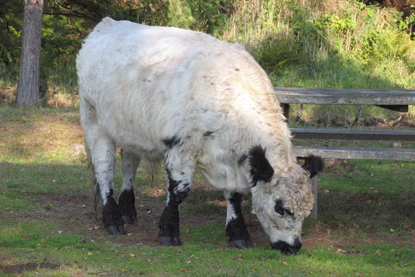 Schottische Galloway-Rinder – älteste bekannte hornlose Rasse – hier ein weißer Ochse an einem der Rastplätze im Wald