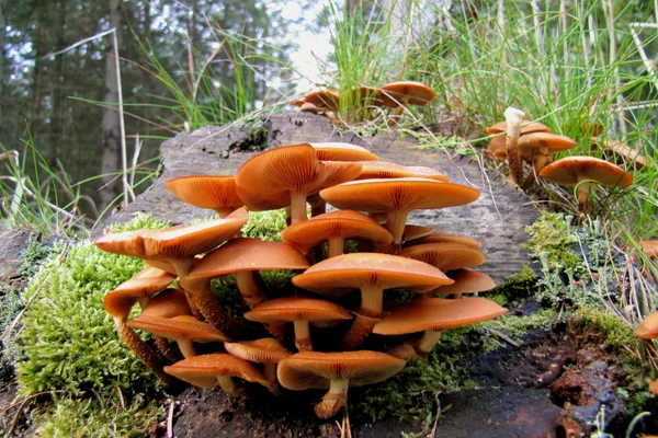 Gemeines Stockschwämmchen auf einem Baumstumpf in Bøtøskoven im September