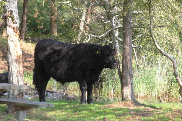 Schottische Galloway-Rinder – älteste bekannte hornlose Rasse – hier ein dunkler Ochse an einem der Rastplätze im Wald