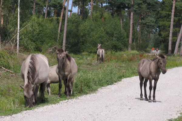 Friedliche Wildpferde in Bøtøskoven