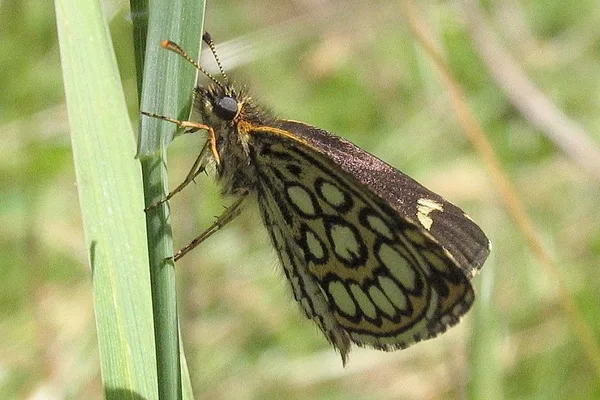 Der Spiegelfleck-Dickkopffalter ist ein seltener und neuer Schmetterling in Bøtøskoven – gesehen im Juli