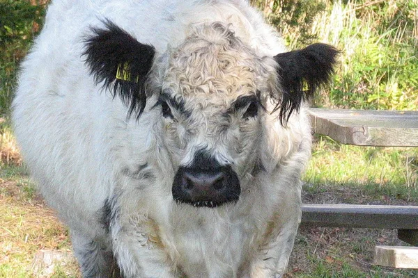 Schottische Galloway-Rinder – älteste bekannte hornlose Rasse – hier ein weißer Ochse an einem der Rastplätze im Wald