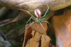 Perleedderkop (Enoplognatha ovata) - Set ved sommerhus i juli
