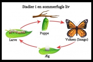 Sommerfuglens livscyklus